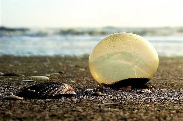 Huevo de caracol y huevos de raya en la playa