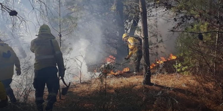 Incendio forestal en Sauce Grande bomberos
