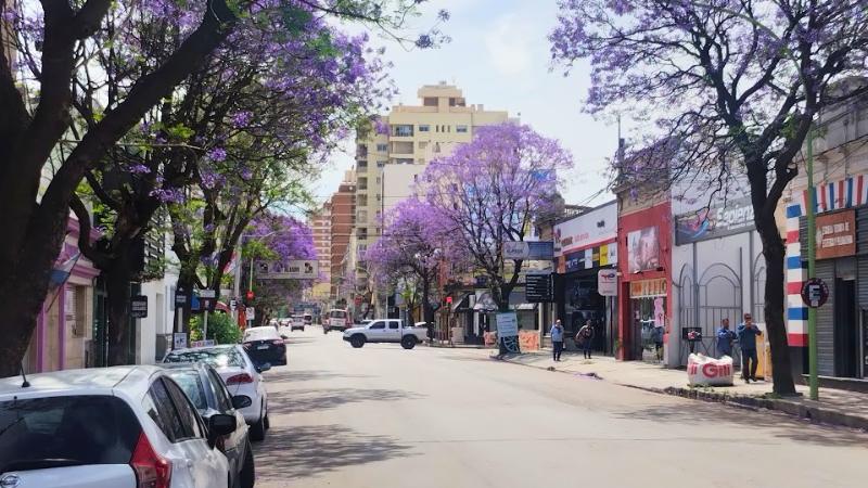 Jacarandás en Bahía Blanca