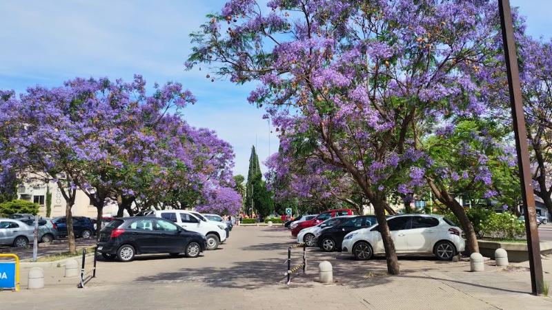 Playón de la UNS con Jacarandás