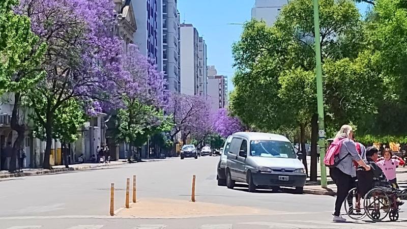 Jacarandá en Bahía Blanca